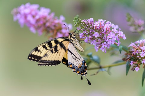 Photo by billslatteryjr