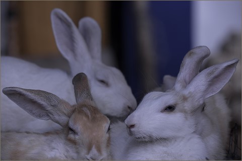 Photo by Animals need love too-Rabbits in close touch