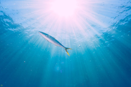 Photo by Daishi Naruse