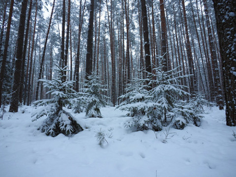 Photo by Maksim Litvintsev