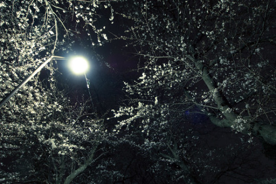 Photo by Kermit Frog