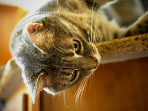 Photo by Peter Nelson