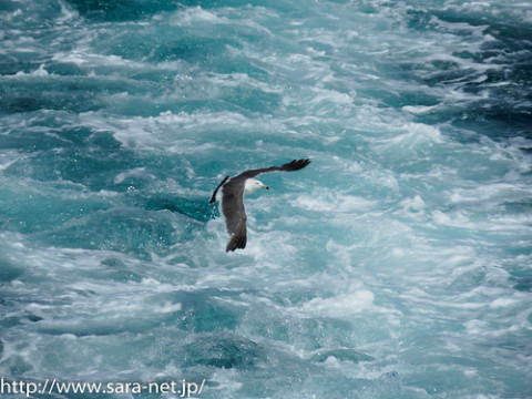 Photo by saramode さらもで