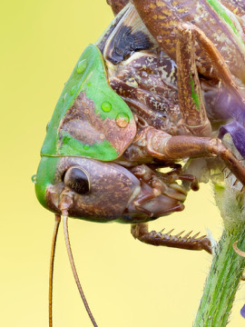 Photo by Cristian Arghius