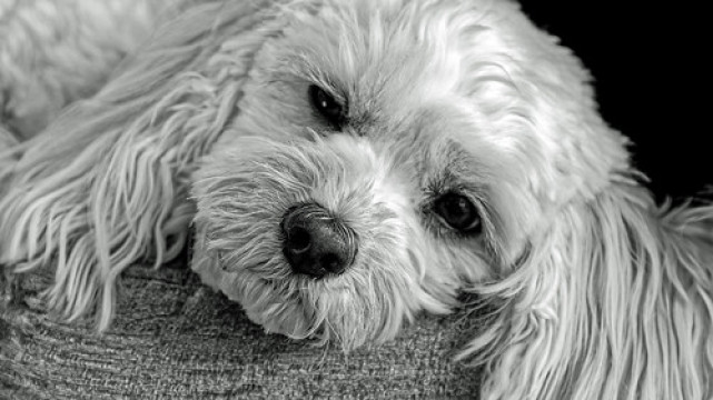 Photo by markdbaynham