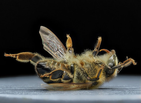 Photo by Ronny Olsson