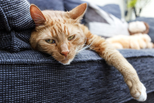 Photo by A Clockwork Symphony