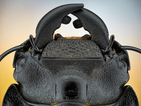 Photo by Ireneusz Irass Walędzik